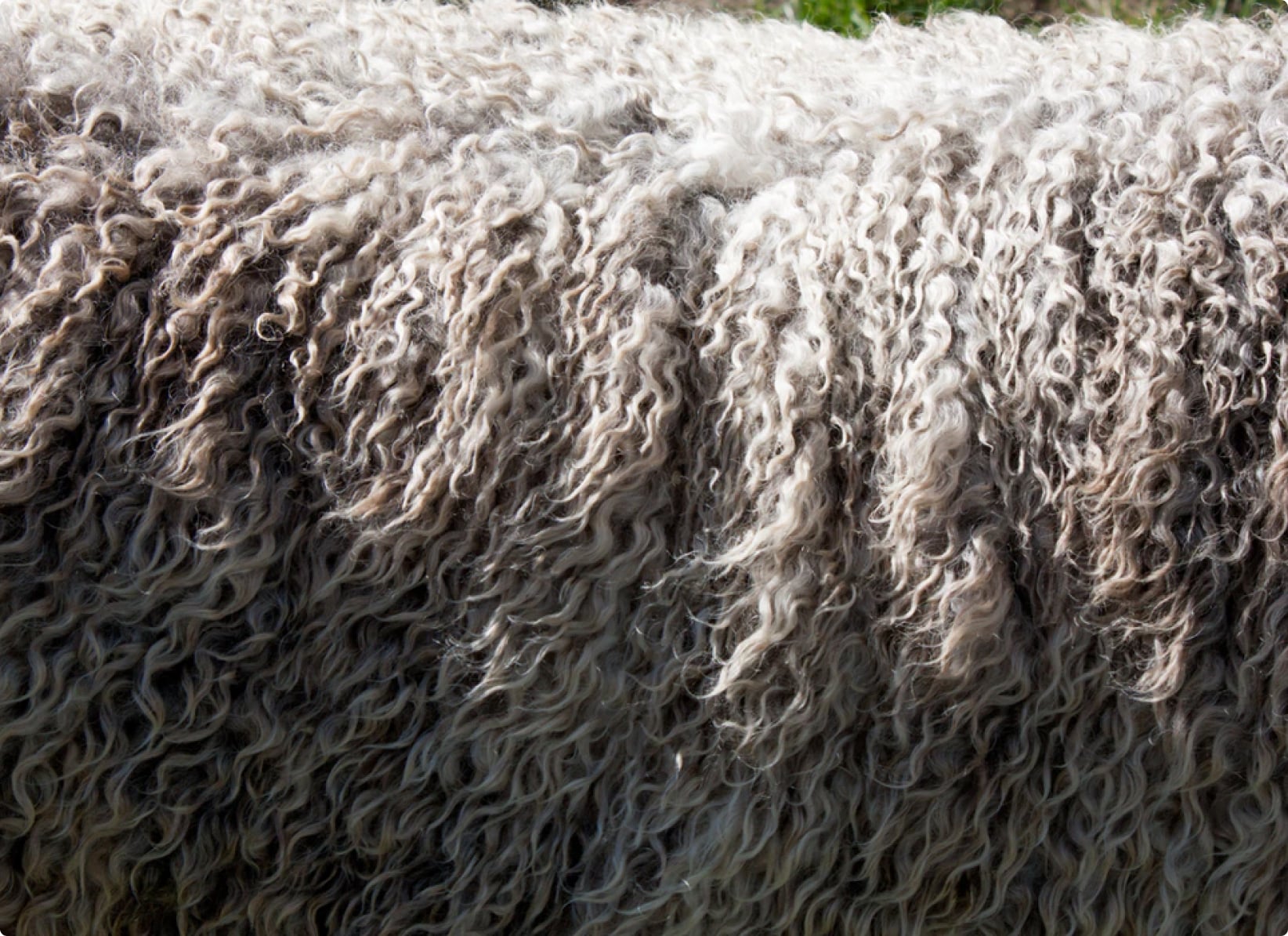 wool mattress